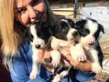 Zeki Oyuncu Mükemmel Borde Collie Yavrularımız