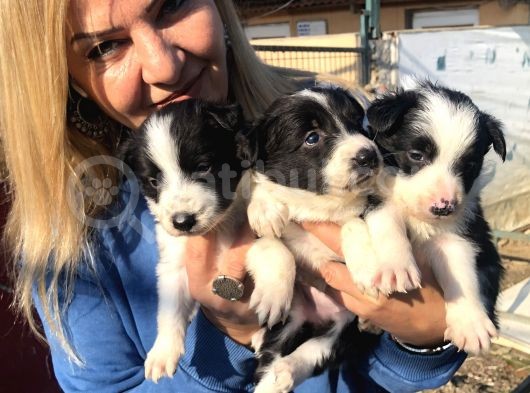 Zeki Oyuncu Mükemmel Borde Collie Yavrularımız görsel