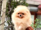 Pomeranian Boo Teddy Face Dişi Yavrumuz