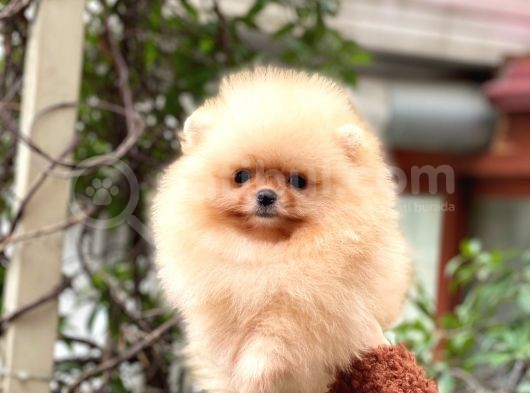 Pomeranian Boo Teddy Face Dişi Yavrumuz görsel