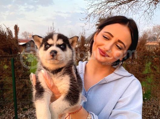 Mavi Gözlü Husky Yavru