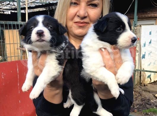 Irk Garantili Efsane Border Collie Yavrularımız görsel