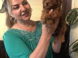 Irk Garantili Efsane Toy Poodle Yavrularımız