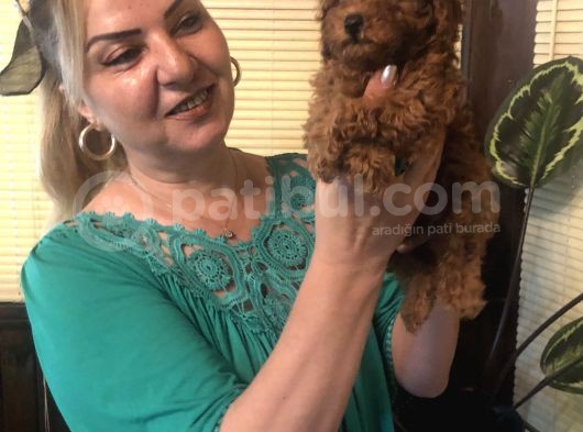 Irk Garantili Efsane Toy Poodle Yavrularımız görsel