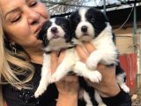 Irk Garantili Efsane Border Collie Yavrularımız