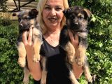 Muhteşem Düşük Bel Alman Çoban Köpeği Yavrularımız