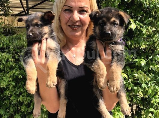 Muhteşem Düşük Bel Alman Çoban Köpeği Yavrularımız görsel