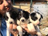 Zeki Oyuncu Mükemmel Borde Collie Yavrularımız