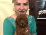 Irk Garantili Efsane Toy Poodle Yavrularımız