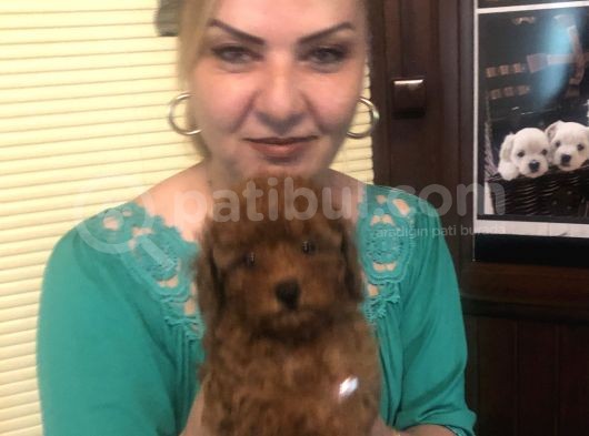 Irk Garantili Efsane Toy Poodle Yavrularımız görsel