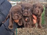 Çikolata Rengi labradorlarımız