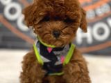 mükemmel toy poodle yavrular