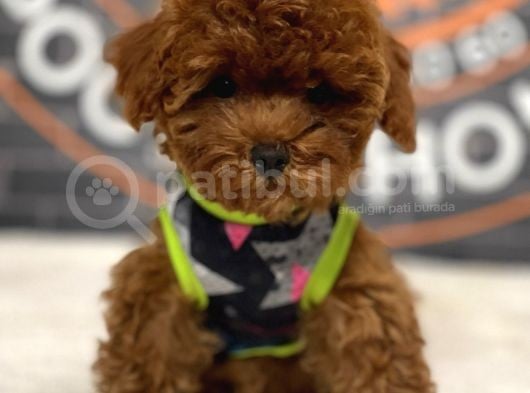 Mükemmel Toy Poodle Yavrular