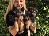 Muhteşem Düşük Bel Alman Çoban Köpeği Yavrularımız