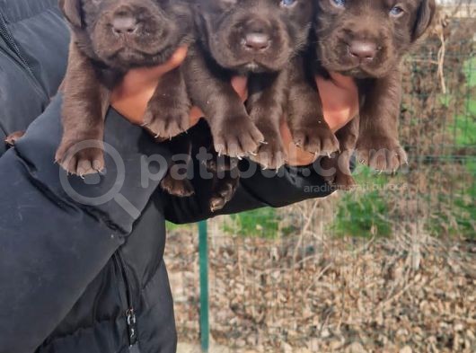 Çikolata Rengi Labradorlarımız görsel
