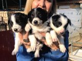 Zeki Oyuncu Mükemmel Borde Collie Yavrularımız