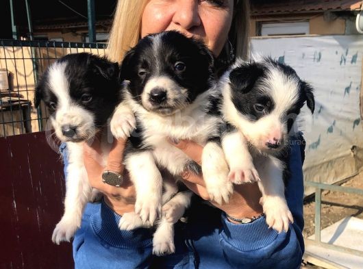Zeki Oyuncu Mükemmel Borde Collie Yavrularımız görsel