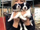 Irk Garantili Efsane Border Collie Yavrularımız