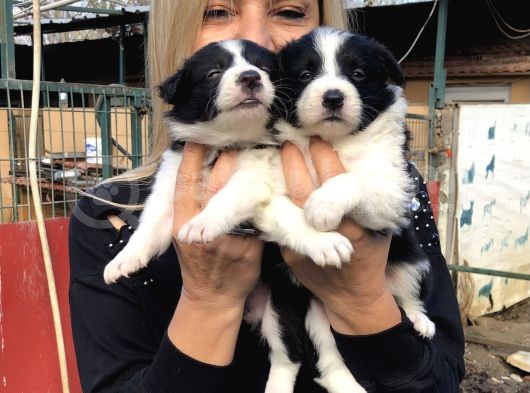 Irk Garantili Efsane Border Collie Yavrularımız görsel