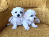Bembeyaz Harika Maltese Terrier Yavrularımız
