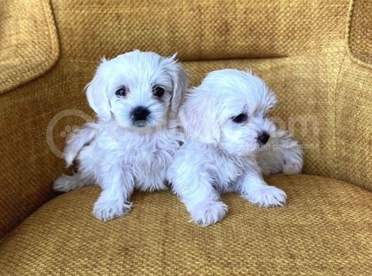 Bembeyaz Harika Maltese Terrier Yavrularımız görsel