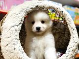 Orji̇nal Samoyed Kar Tanesi̇