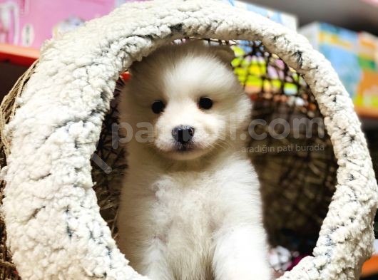 Orji̇nal Samoyed Kar Tanesi̇ görsel