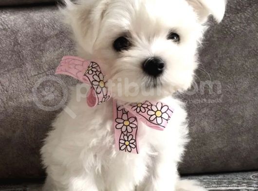 Sevimli Maltese Ufacık Yavrular görsel