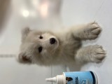 Orji̇nal Samoyed Kar Tanesi̇