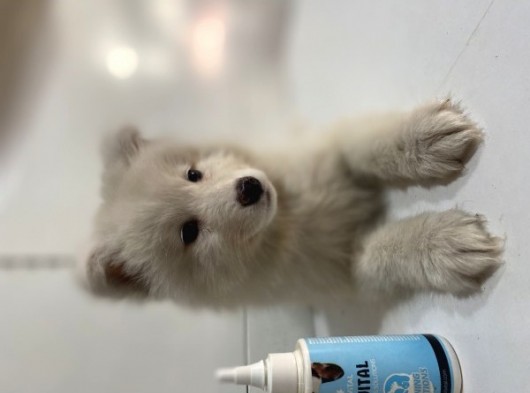 Orji̇nal Samoyed Kar Tanesi̇ görsel