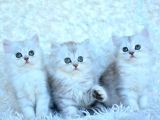 Muhteşem Ns11 Silver British Longhair