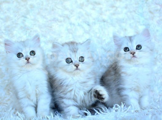 Muhteşem Ns11 Silver British Longhair görsel