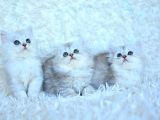 Muhteşem Ns11 Silver British Longhair