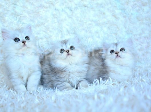 Muhteşem Ns11 Silver British Longhair görsel