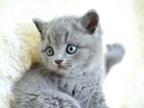 Muhteşem yüz hattına sahip gri british shorthair yavrumuz
