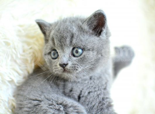 Muhteşem Yüz Hattına Sahip Gri British Shorthair Yavrumuz