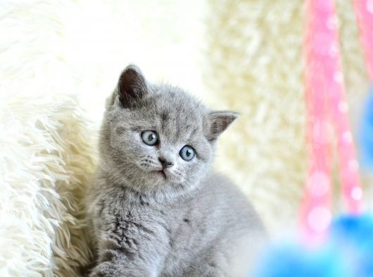 Muhteşem Yüz Hattına Sahip Gri British Shorthair Yavrumuz görsel