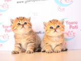 Muhteşem Bebekler Golden British Shorthair