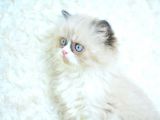 Mas Mavi Gözlü Ragdoll Yavrumuz