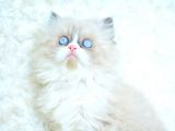 Mas Mavi Gözlü Ragdoll Yavrumuz