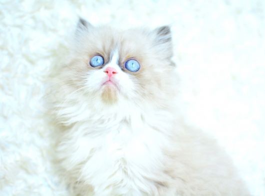 Mas Mavi Gözlü Ragdoll Yavrumuz görsel