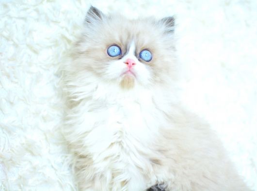 Mas Mavi Gözlü Ragdoll Yavrumuz görsel