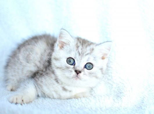 ++ Kalite British Shorthair görsel