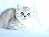 ++ Kalite British Shorthair