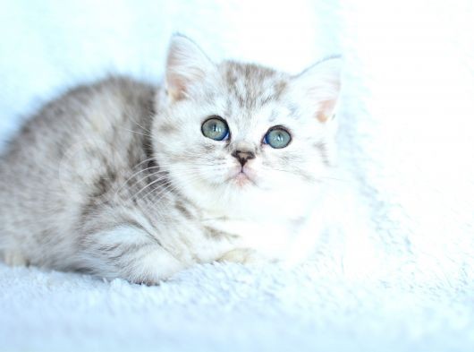++ Kalite British Shorthair görsel