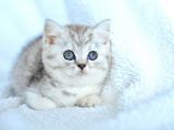 ++ Kalite British Shorthair