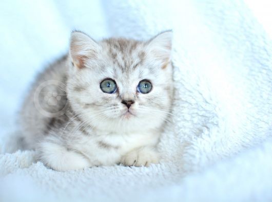 ++ Kalite British Shorthair görsel