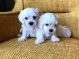 Bembeyaz Harika Maltese Terrier Yavrularımız