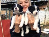 Irk Garantili Efsane Border Collie Yavrularımız