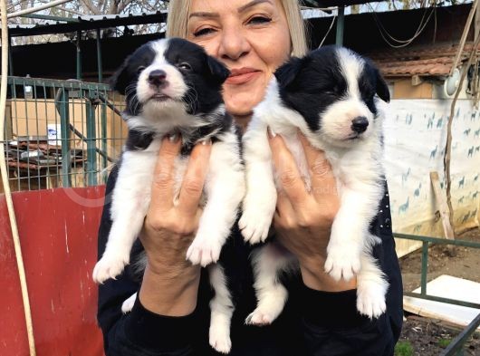 Irk Garantili Efsane Border Collie Yavrularımız görsel